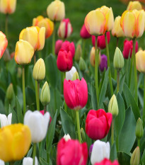 Zmes tulipánov - Tulipa mix - predaj cibuľovín - 15 ks