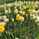Zmes narcisov – Narcissus mix – cibuľoviny – predaj narcisov