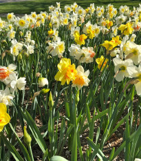 Zmes narcisov – Narcissus mix – cibuľoviny – predaj narcisov