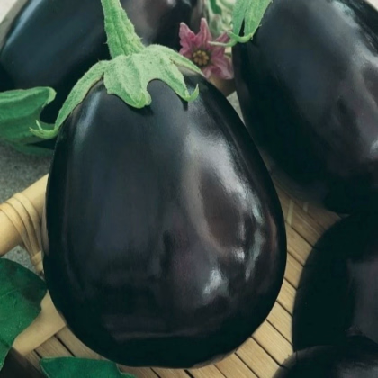 Baklažán Krasan - Solanum melongena - predaj semien - 100 ks