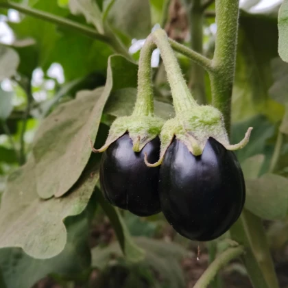 Baklažán Krasan - Solanum melongena - predaj semien - 100 ks