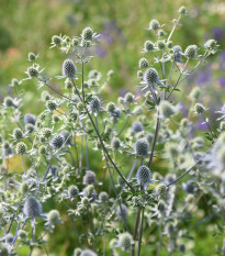 Kotúč modrý - Eryngium planum - predaj semien - 20 ks