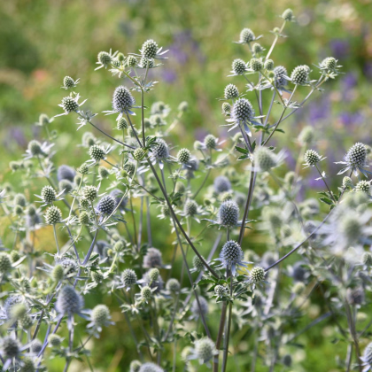 Kotúč modrý - Eryngium planum - predaj semien - 20 ks