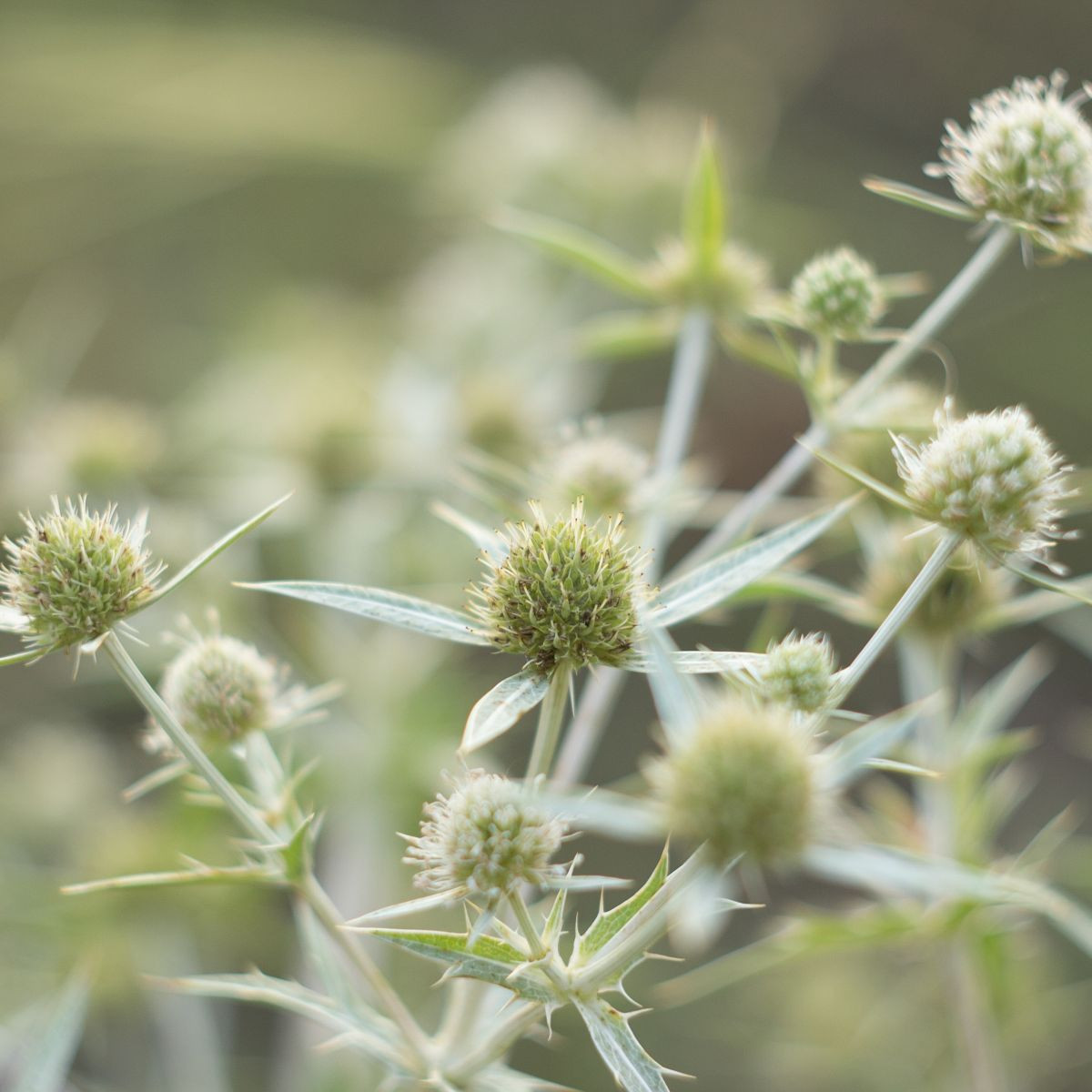 Kotúč biely White glitter - Eryngium planum - predaj semien - 10 ks