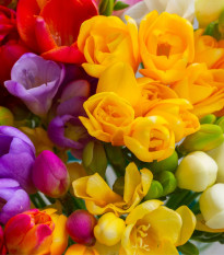 Zmes frézií - Freesia mix - predaj cibuľovín - 15 ks