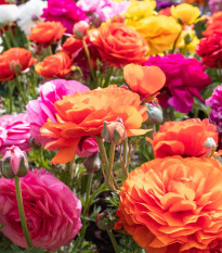 Zmes iskerníkov - Ranunculus asiaticus mix - predaj cibuľovín - 15 ks