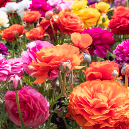 Zmes iskerníkov - Ranunculus asiaticus mix - predaj cibuľovín - 15 ks