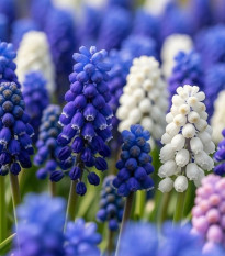 Zmes modríc - Muscari mix - predaj cibuľovín - 15 ks