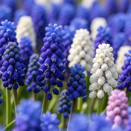 Zmes modríc - Muscari mix - predaj cibuľovín - 15 ks