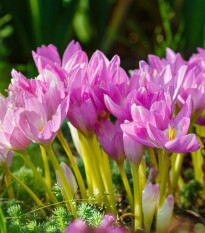 Zmes jesienok - Colchicum mix - predaj cibuľovín - 3 ks