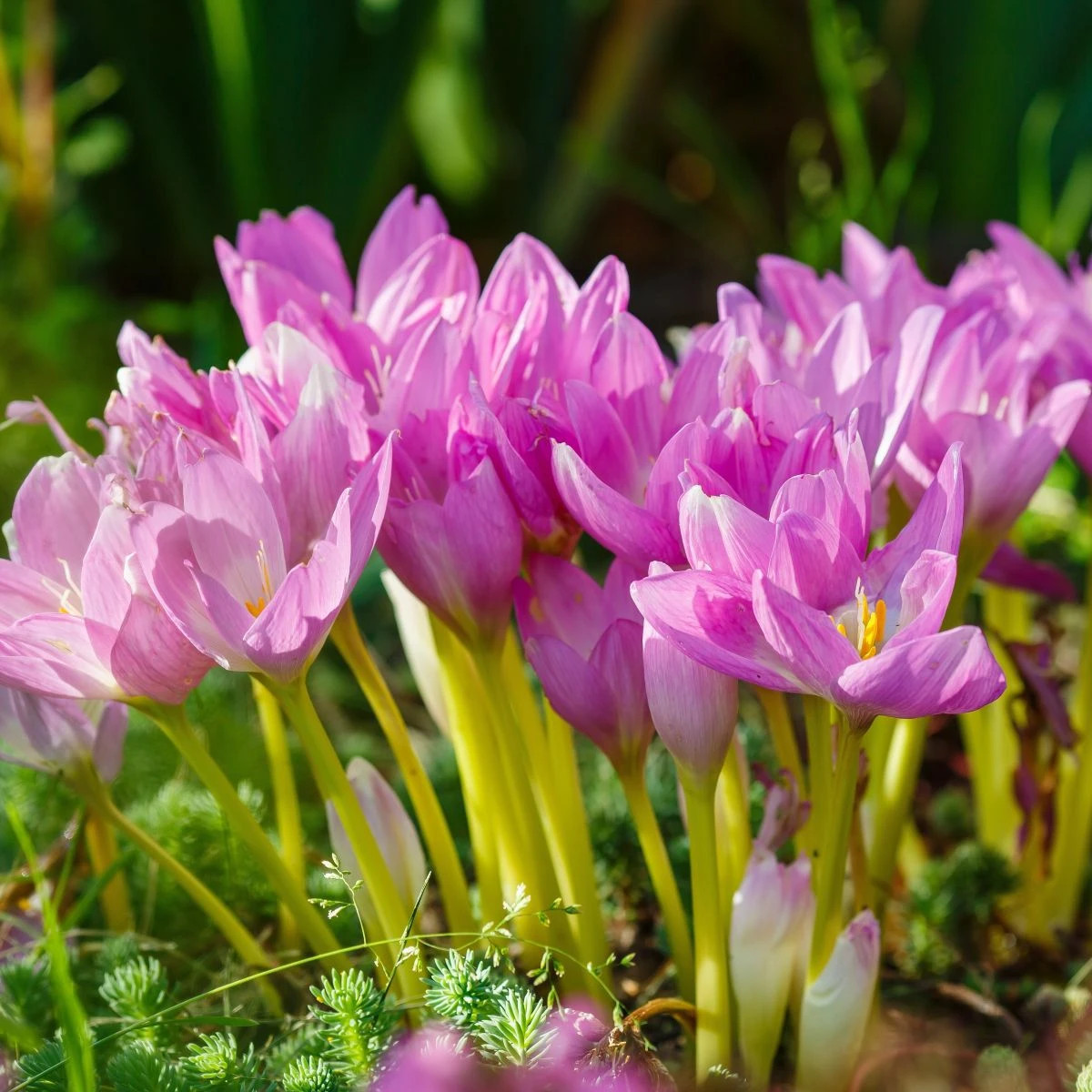 Zmes jesienok - Colchicum mix - predaj cibuľovín - 3 ks