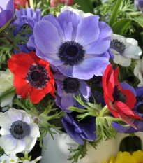 Zmes sasaniek - Anemone mix - predaj cibuľovín - 15 ks