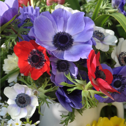 Zmes sasaniek - Anemone mix - predaj cibuľovín - 15 ks