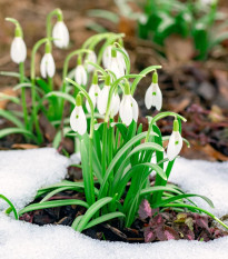 Zmes snežienok - Galanthus mix - predaj cibuľovín - 15ks