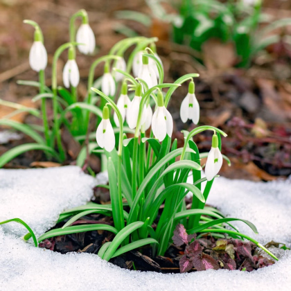 Zmes snežienok - Galanthus mix - predaj cibuľovín - 15ks