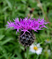 Nevädza Lesser Knapweed – Centaurea nigra – predaj semien nevädze