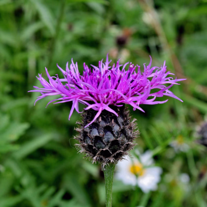 Nevädza Lesser Knapweed – Centaurea nigra – predaj semien nevädze