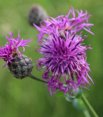 Nevädza hlaváčovitá - Centaurea scabiosa - semiačka - 50 ks