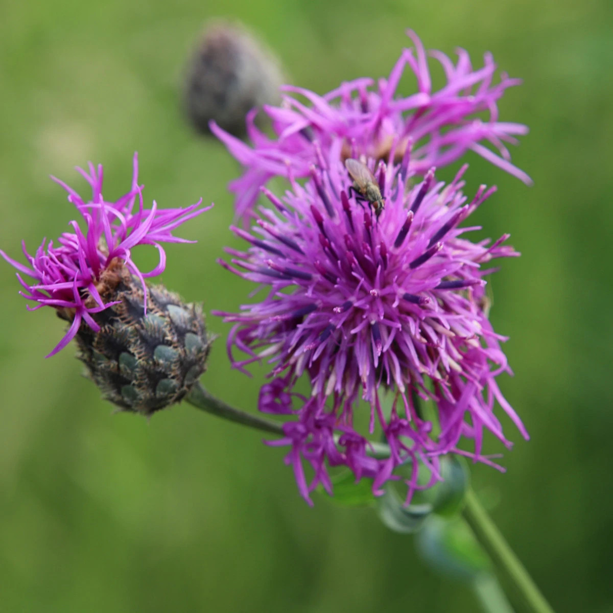 Nevädza hlaváčovitá - Centaurea scabiosa - semiačka - 50 ks
