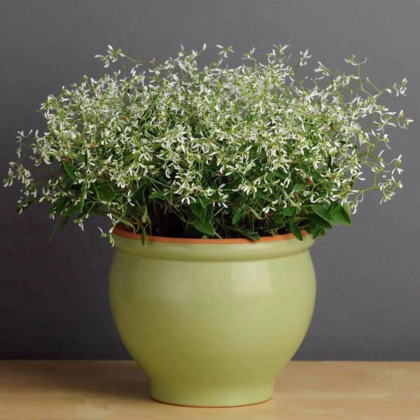 Prýštec trávovitý Glitz F1 - Euphorbia graminea - predaj semien - 12 ks