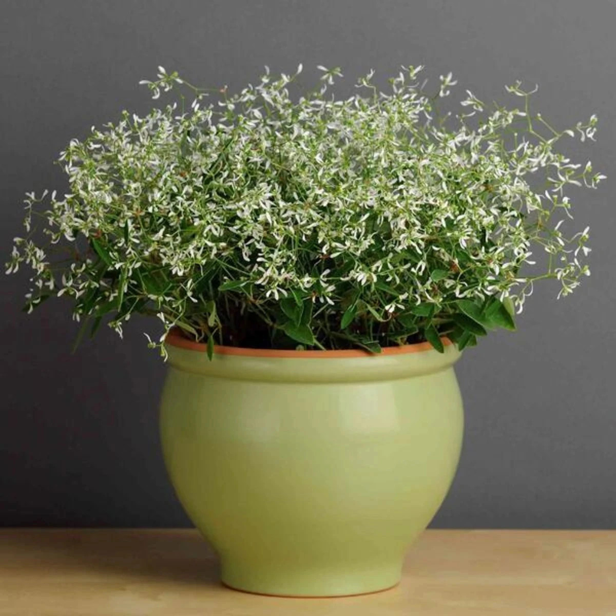 Prýštec trávovitý Glitz F1 - Euphorbia graminea - predaj semien - 12 ks