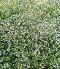 Prýštec trávovitý Glitz F1 - Euphorbia graminea - predaj semien - 12 ks