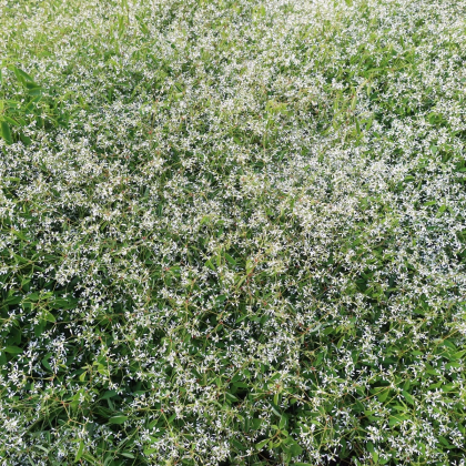 Prýštec trávovitý Glitz F1 - Euphorbia graminea - predaj semien - 12 ks