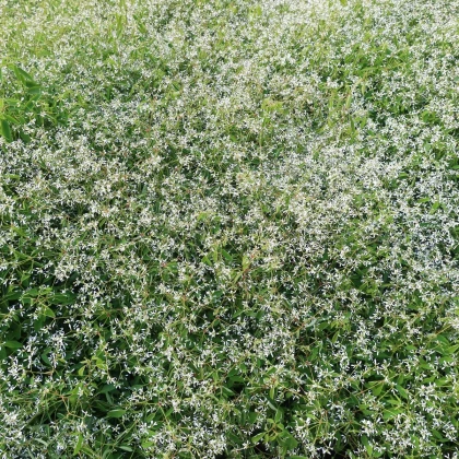 Prýštec trávovitý Glitz F1 - Euphorbia graminea - predaj semien - 12 ks