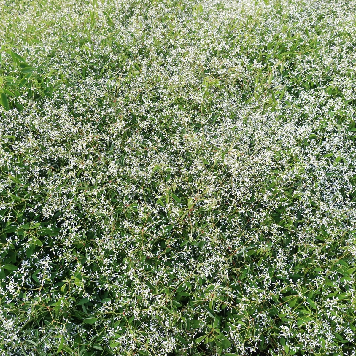 Prýštec trávovitý Glitz F1 - Euphorbia graminea - predaj semien - 12 ks