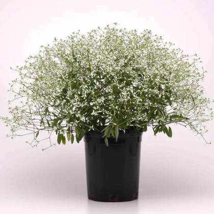 Prýštec trávovitý Glamour F1 - Euphorbia graminea - predaj semien - 12 ks