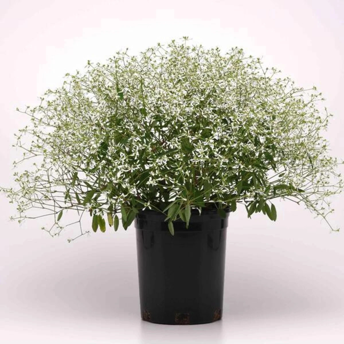 Prýštec trávovitý Glamour F1 - Euphorbia graminea - predaj semien - 12 ks