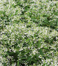 Prýštec trávovitý Glamour F1 - Euphorbia graminea - predaj semien - 12 ks