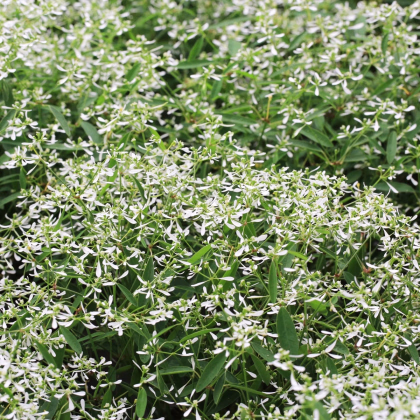 Prýštec trávovitý Glamour F1 - Euphorbia graminea - predaj semien - 12 ks