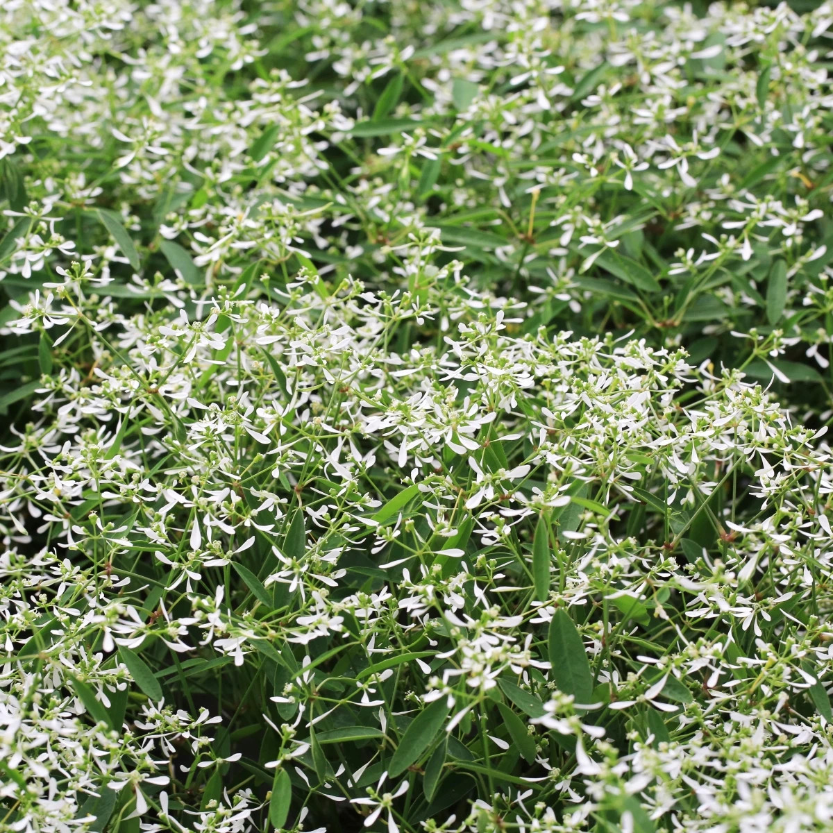 Prýštec trávovitý Glamour F1 - Euphorbia graminea - predaj semien - 12 ks