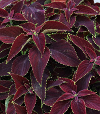 Africká žihľava Sun Chocolate Mint - Coleus blumei - predaj semien - 20 ks