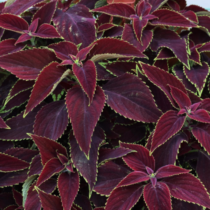 Africká žihľava Sun Chocolate Mint - Coleus blumei - predaj semien - 20 ks