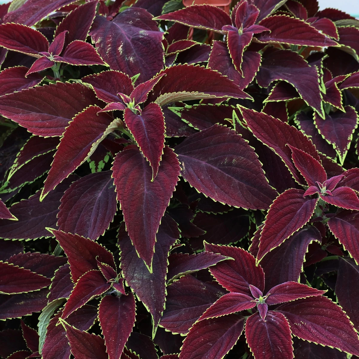 Africká žihľava Sun Chocolate Mint - Coleus blumei - predaj semien - 20 ks