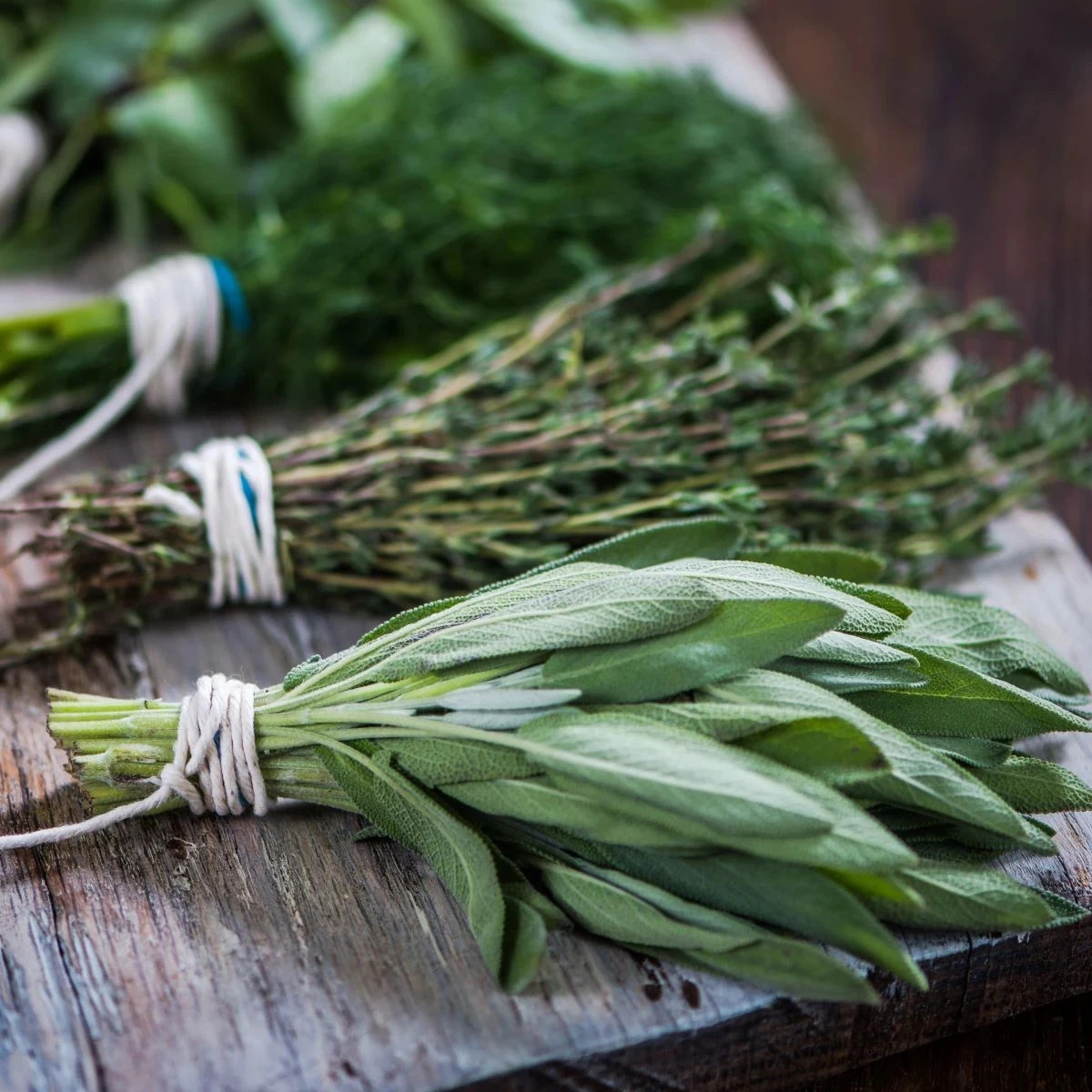 Tri obľúbené bylinky - predaj výsevných pásikov - Sperli - 1 ks