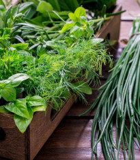 Kuchynské bylinky na malú plochu - predaj výsevných diskov - Sperli - 1 ks