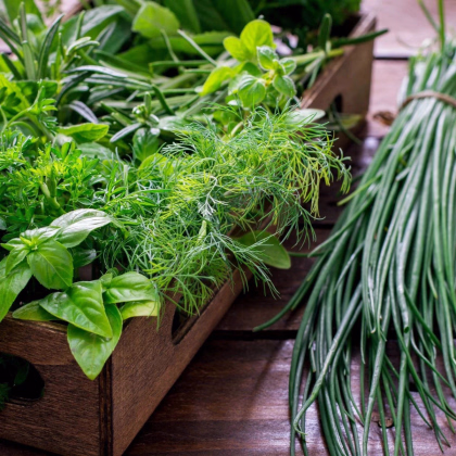 Kuchynské bylinky na malú plochu - predaj výsevných diskov - Sperli - 1 ks