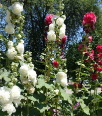 Topoľovka plnokvetá Chaters mix farieb - Alcea rosea - predaj semien - 12 ks