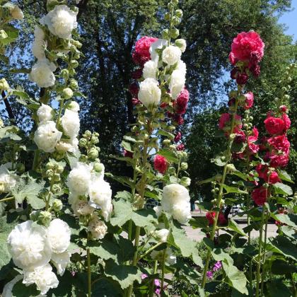 Topoľovka plnokvetá Chaters mix farieb - Alcea rosea - predaj semien - 12 ks