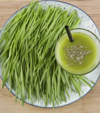 BIO microgreens súprava - mladá pšenica, pšeničná tráva - Sperli - predaj bio semien na klíčenie - 1 ks