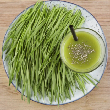 BIO microgreens súprava - mladá pšenica, pšeničná tráva - Sperli - predaj bio semien na klíčenie - 1 ks