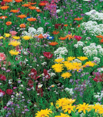 Kvetinová zmes - Japonská záhrada - Sperli - predaj semien - 1 ks