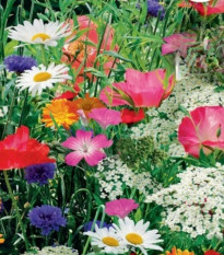 Kvetinová zmes divokých kvetín a bylín - Sperli - predaj semien - 1 ks