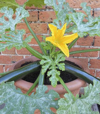 Cuketa Patio Star F1 - cuketa do kvetináča - Cucurbita pepo - predaj semien - 6 ks