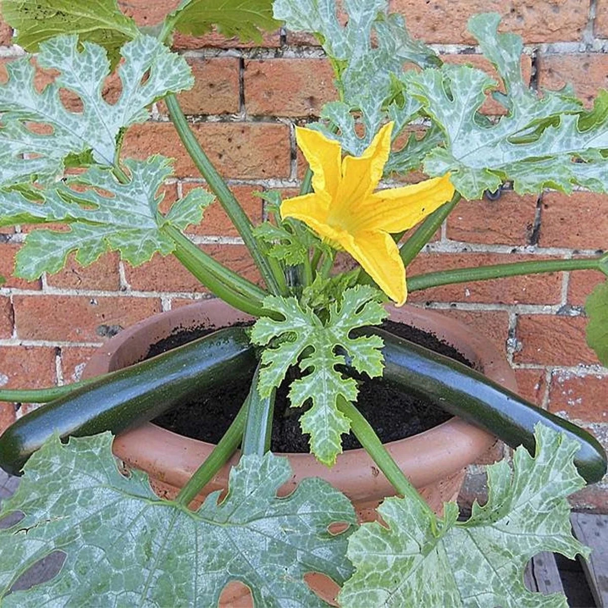 Cuketa Patio Star F1 - cuketa do kvetináča - Cucurbita pepo - predaj semien - 6 ks