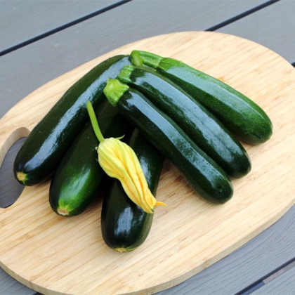 Cuketa Sandokan F1 - Cucurbita pepo - semená cukety - 8 ks