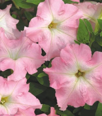 Petúnia Mistral Pearly F1 - Petunia grandiflora - predaj semien - 15 ks